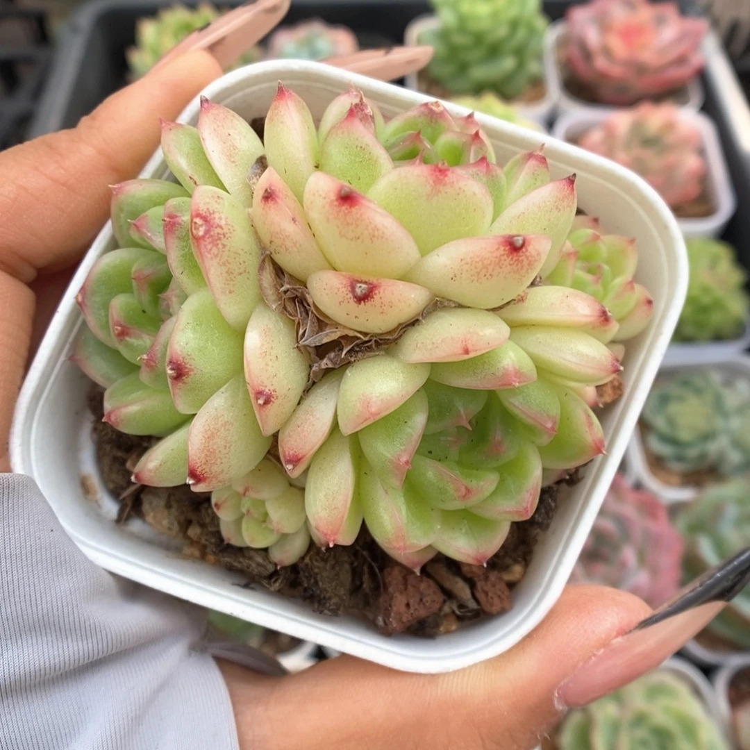 菠萝蜜麦秆群生738号