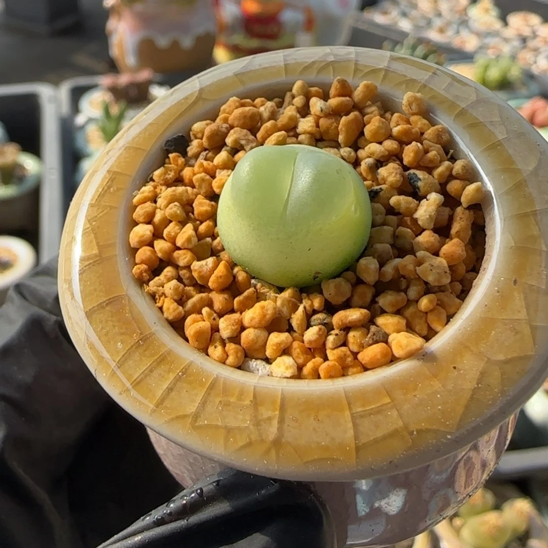 8830--一物一拍 带盆