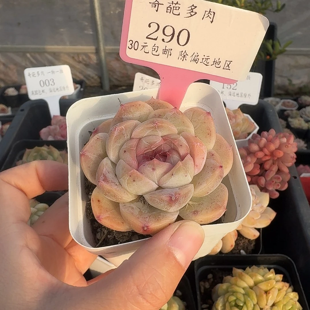 290 多肉脱土 群生不包整 30元包邮除偏远