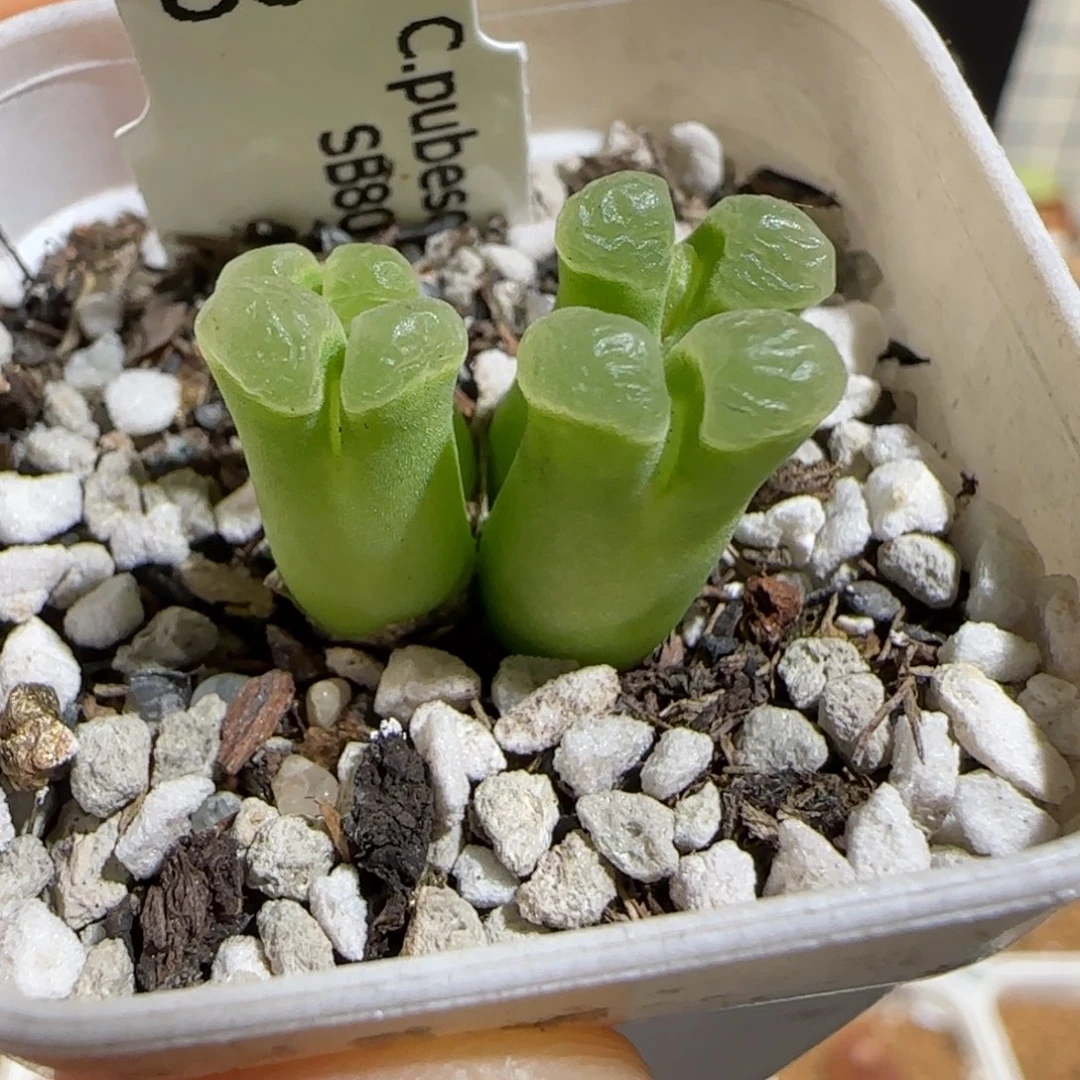 、***呦肉锥多肉植物组合-1485