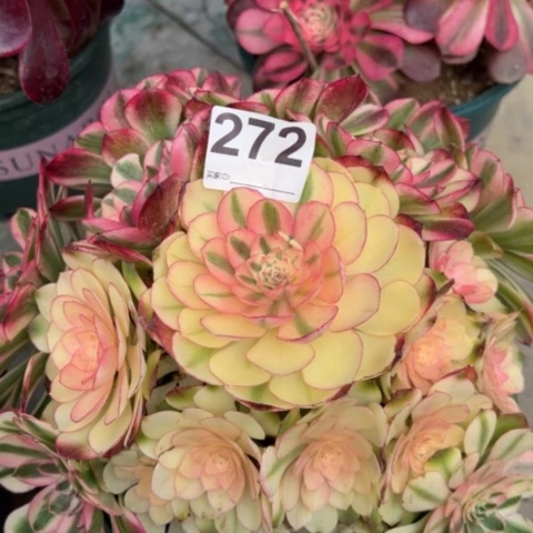 272荔枝22厘米左右