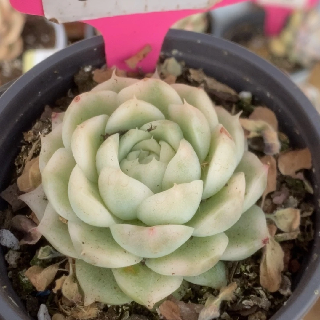 549白瓷麦杆锦锦锦锦锦锦