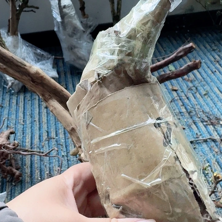 k***i无花朵贵州刺梨一颗