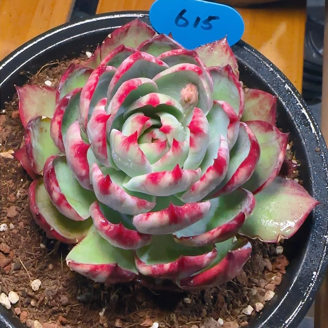 小****?惊鸿仙子一物一拍615号