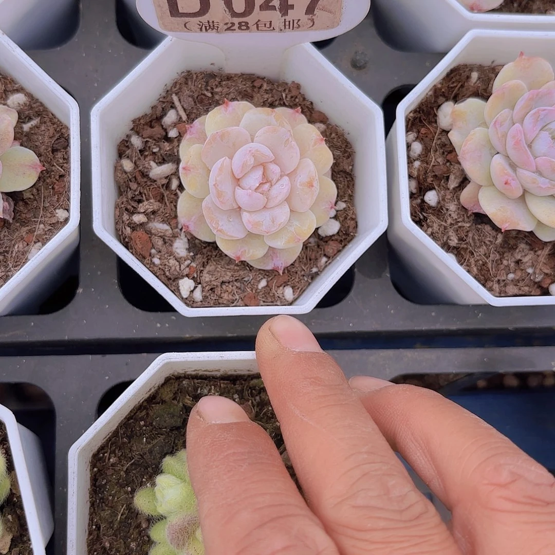 D047水晶裙摆一物一拍