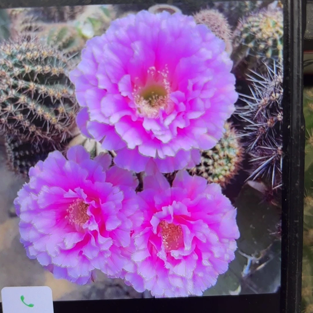 可可可彩侧牙20包邮仙人球25