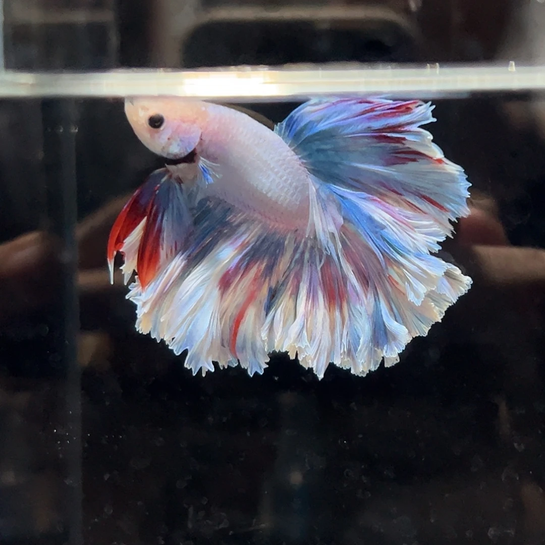 斗鱼27号莫奈睡莲油画