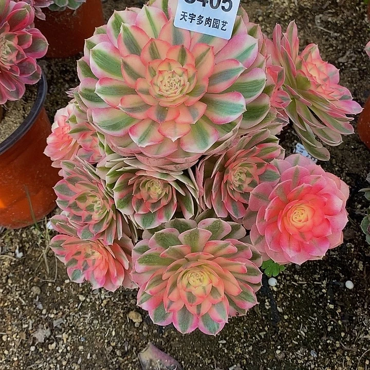 多肉植物倾城405多肉