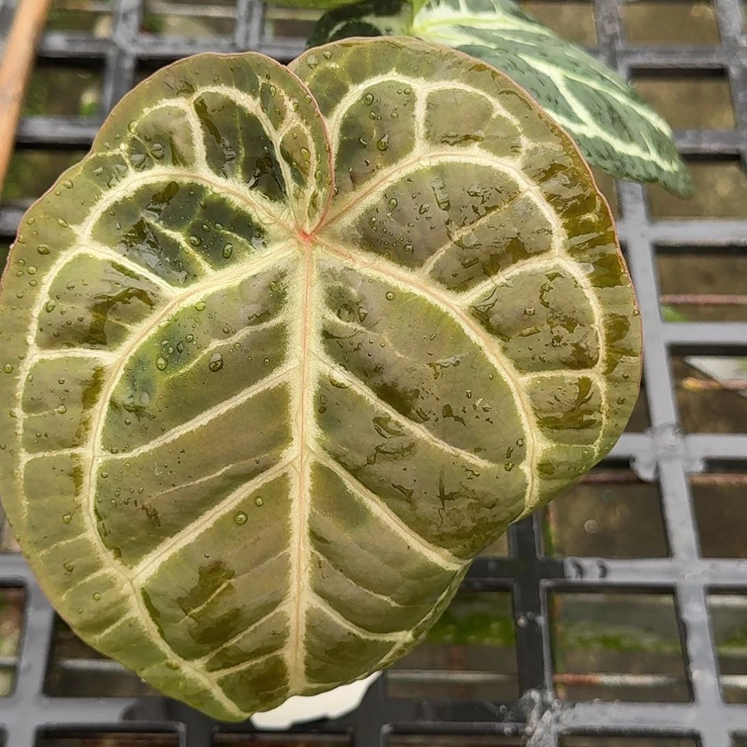 克***父完全开放红铜M17一物一拍