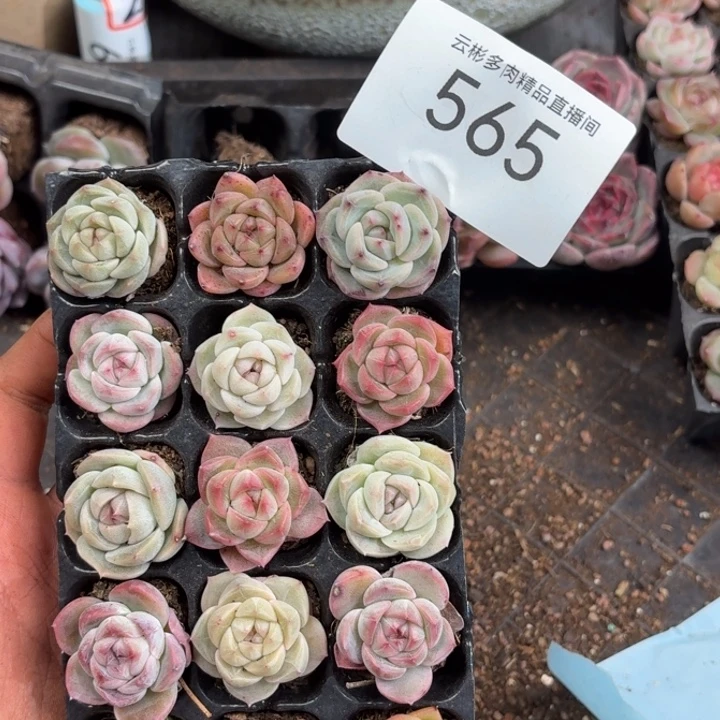 李***宁565。