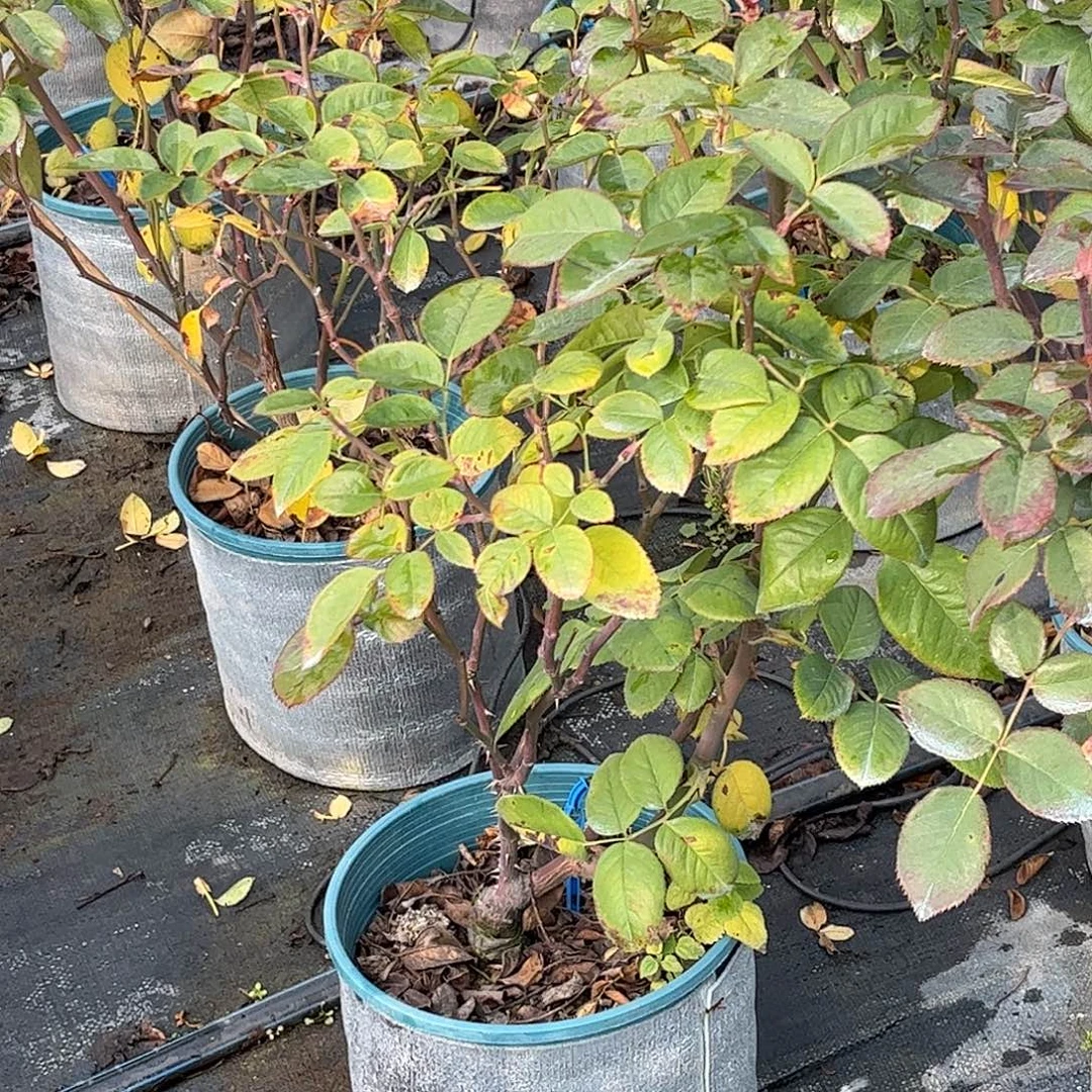 无花朵红罗，1.8加仑土球发货