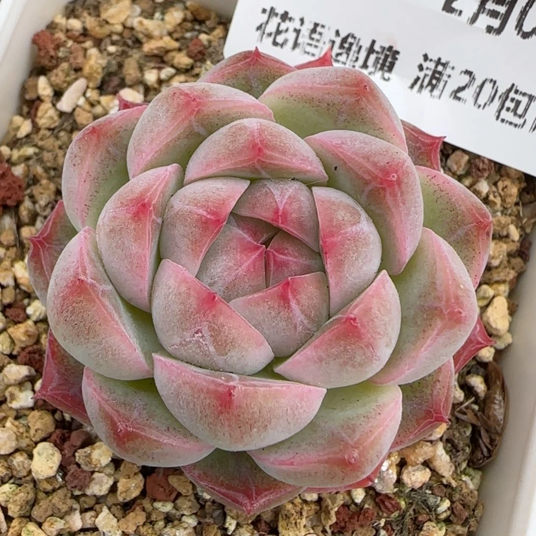 花语逸境0209-209