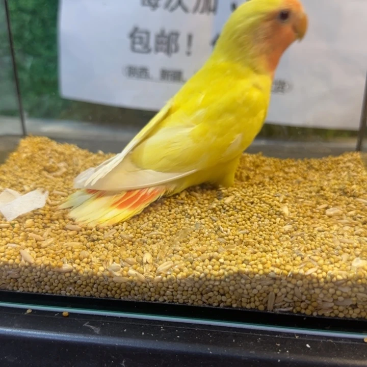 虎皮鹦鹉牡丹鹦鹉黄桃