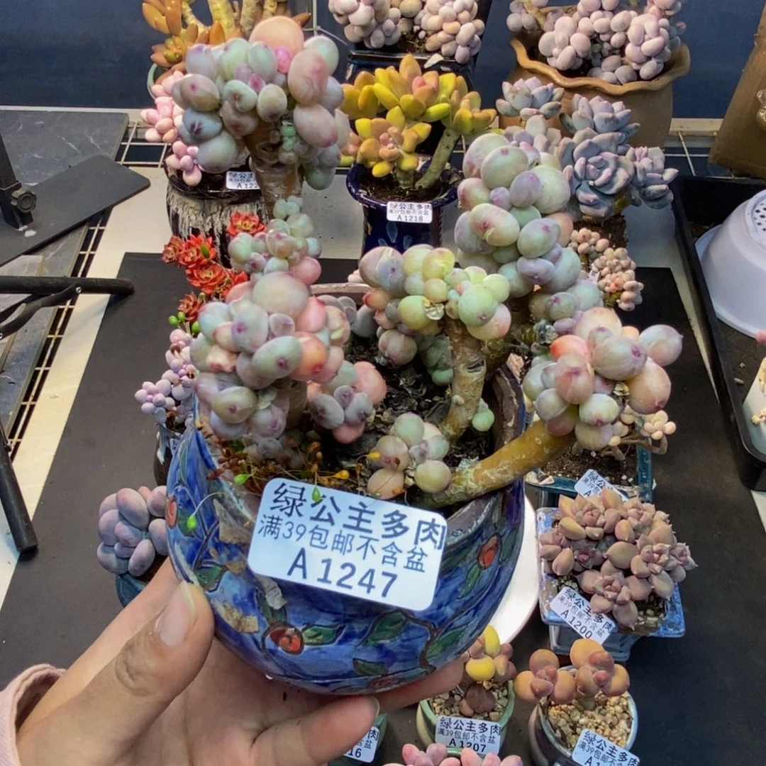 247苹果奶四代多肉8cm