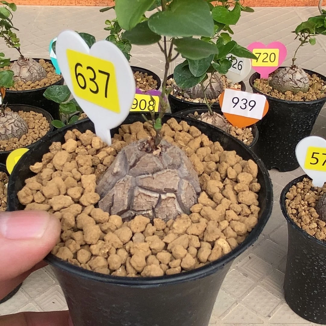 南非龟甲龙龟甲龙