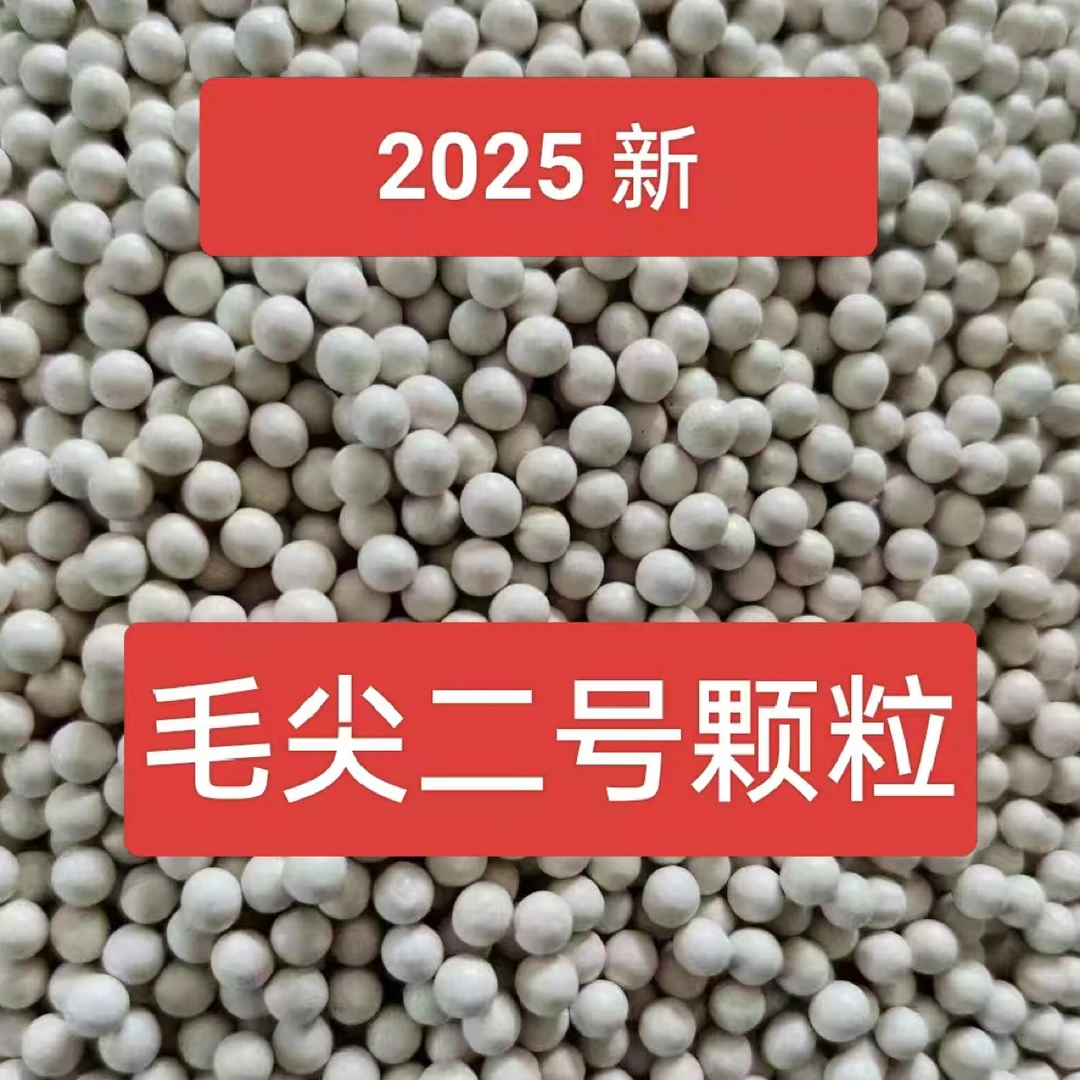 毛尖二号包衣颗粒 耐肥抗病 适应海拔2500米以下全国通用