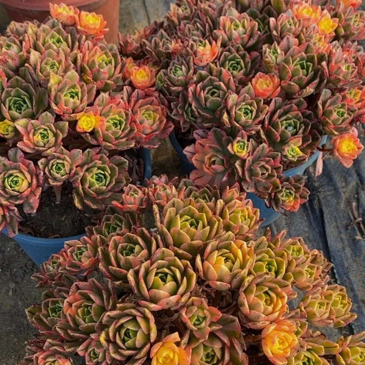 甜茶一组三颗多肉植物