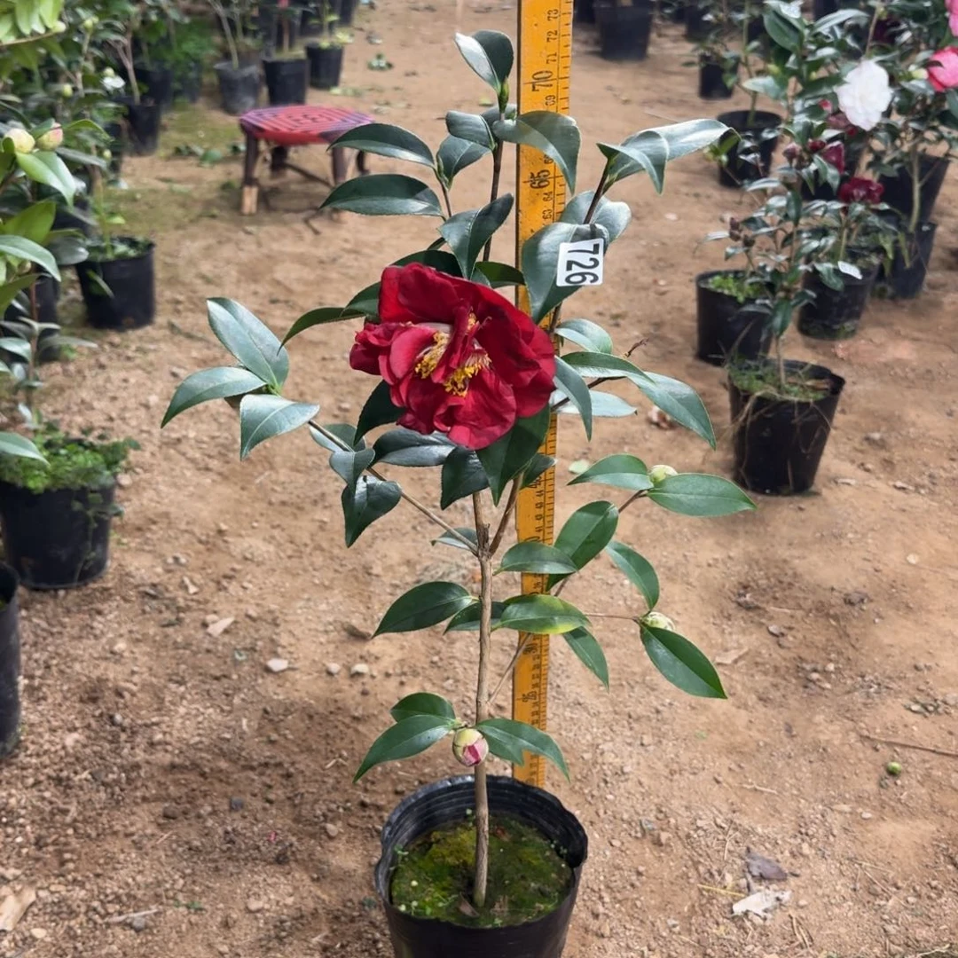 少量花朵（建议范围：2朵-5朵 或40%以下）726圣诞帽