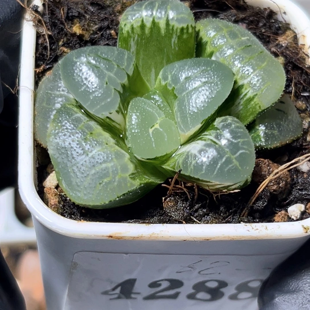 恭喜发财大吉大利4288