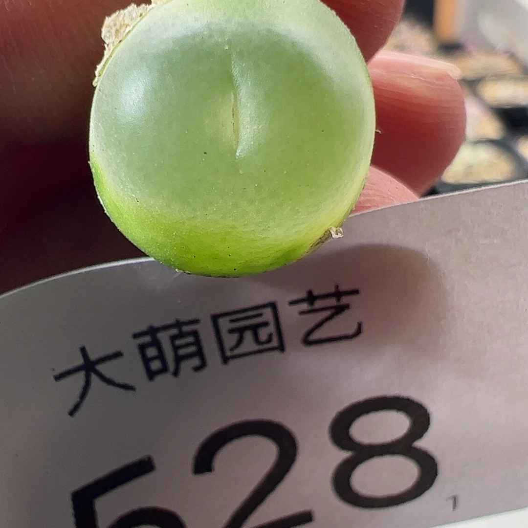 一物一拍，。    528