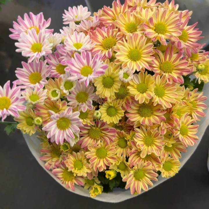 双色斑纹菊盆栽带花