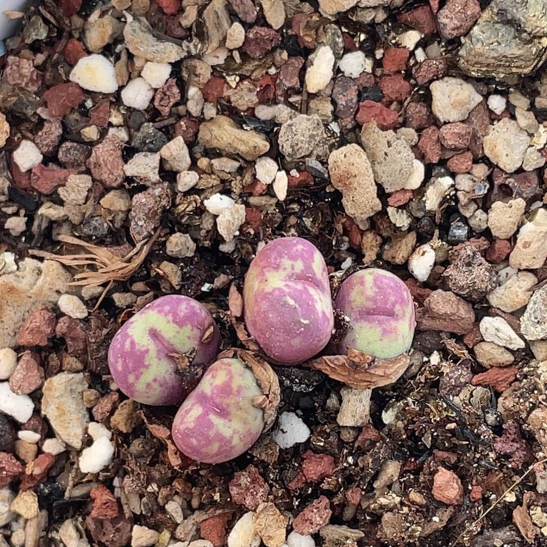 26-63嘴多肉植物肉锥