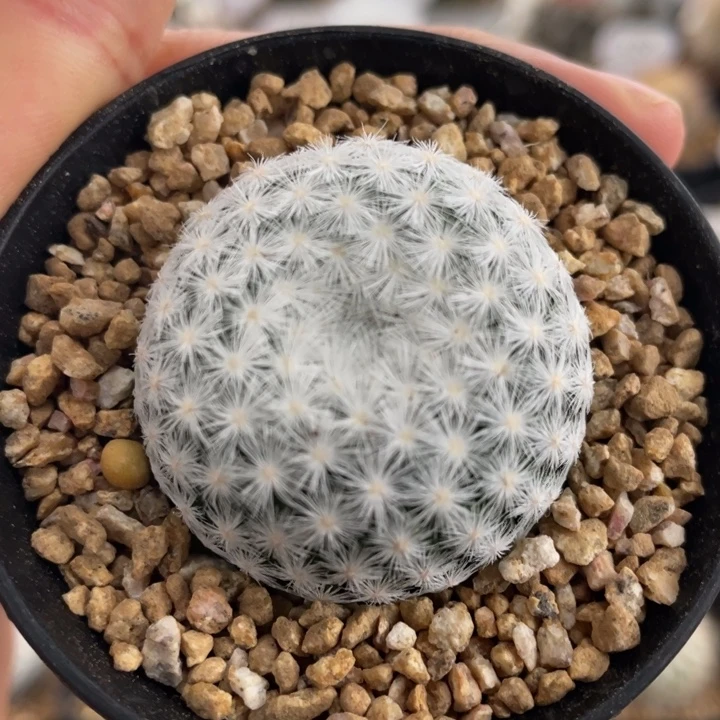 姬春星        实生根