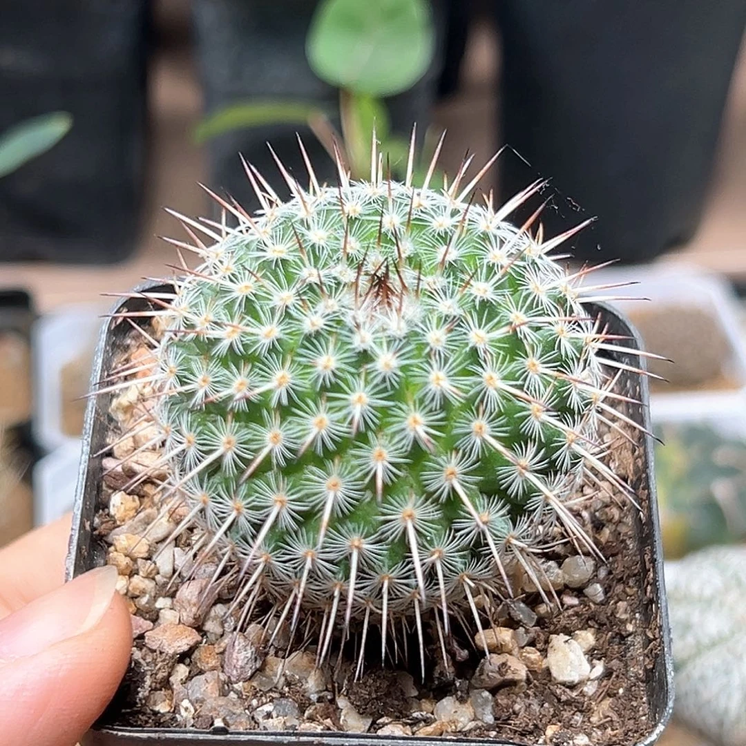 无花朵白王丸实生球