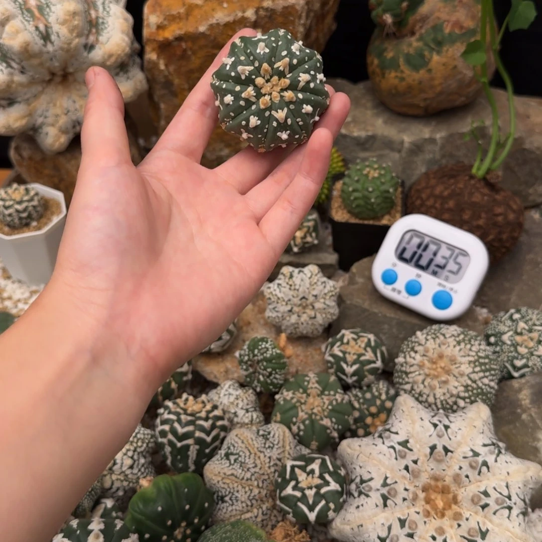 小***帽v兜哈哈哈哈哈哈哈哈