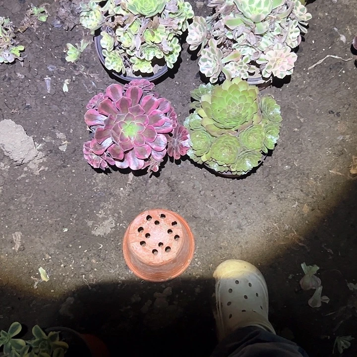 不售后法师一物一拍福利43