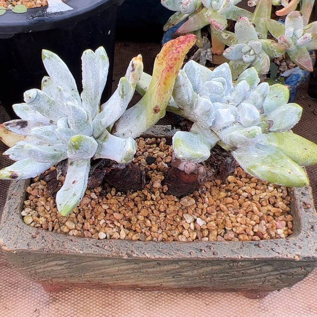 1694初霜仙女杯多肉