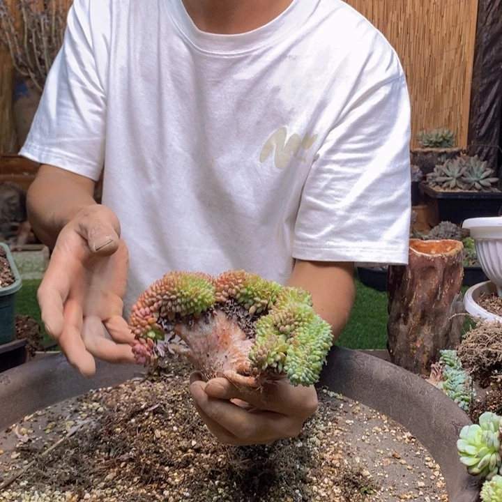 心***瘾67 号白胖子多肉植物