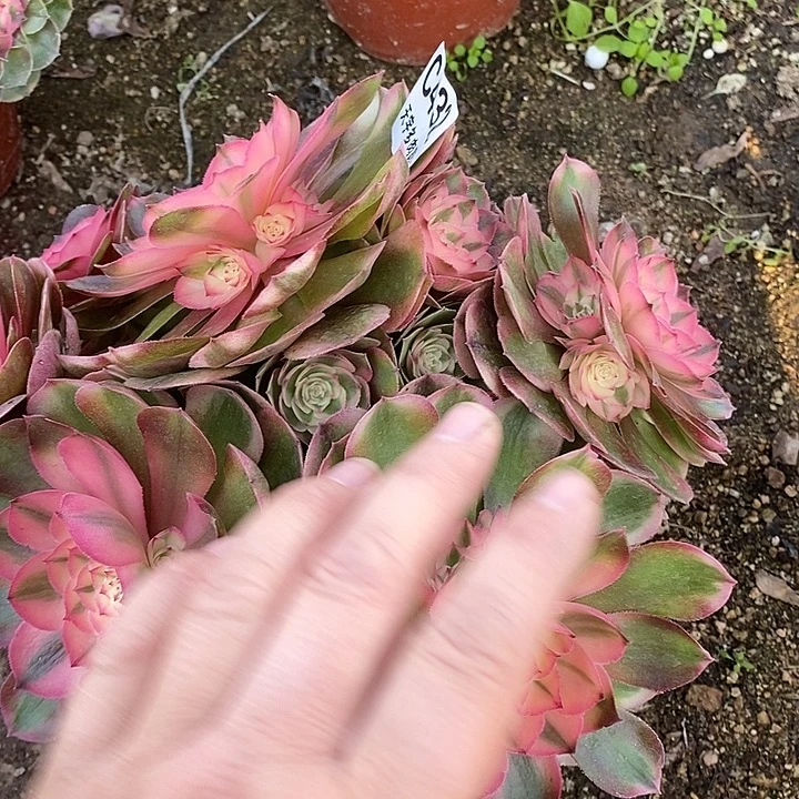 多肉植物荔枝432多肉