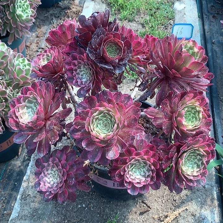 66月婵多肉植物保护