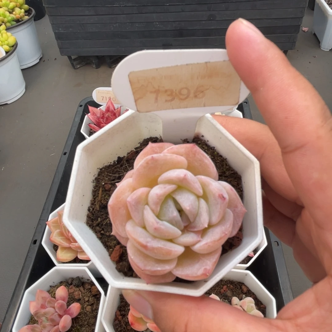 7396冰贵妃 4.5厘米