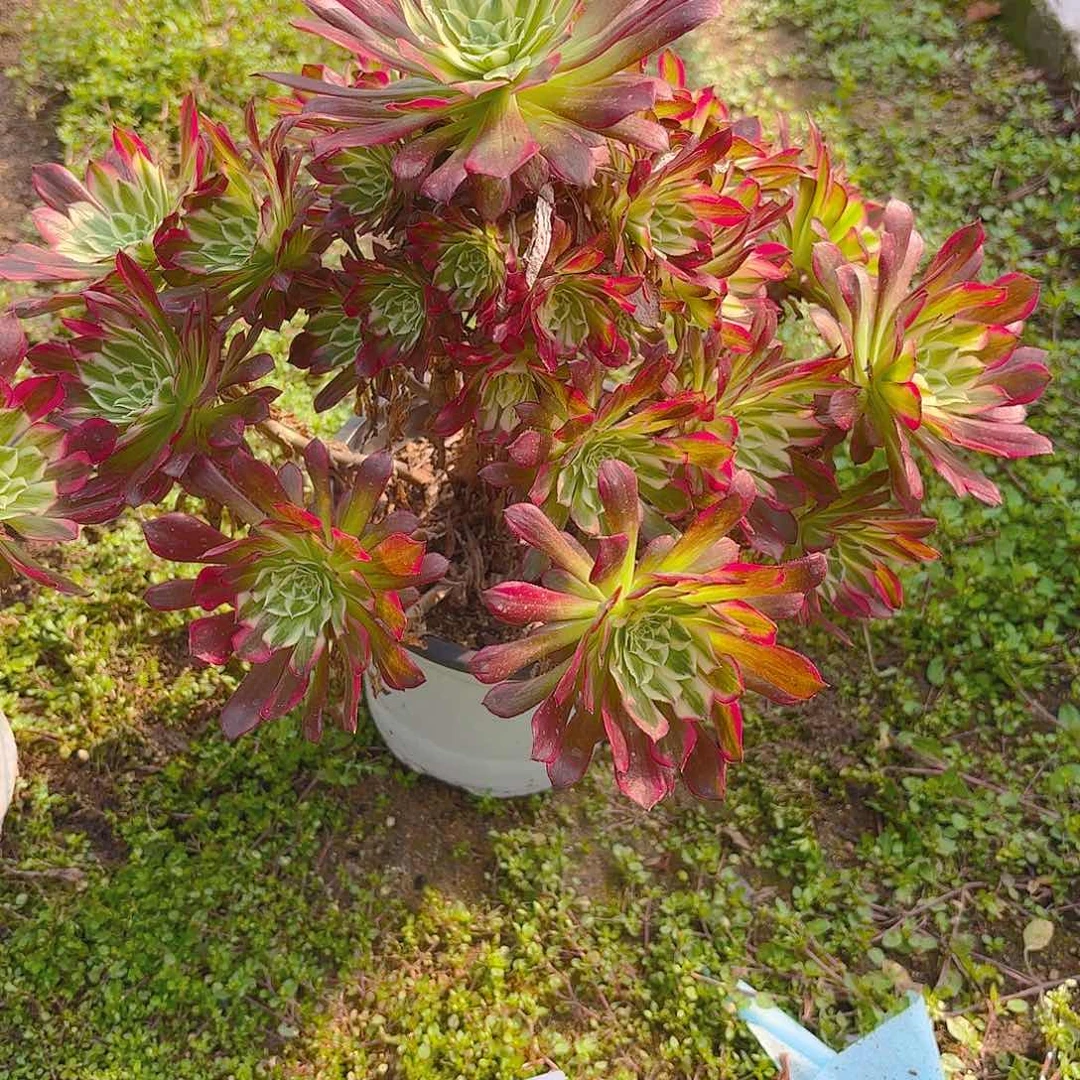 天合老庄手捧多肉植物