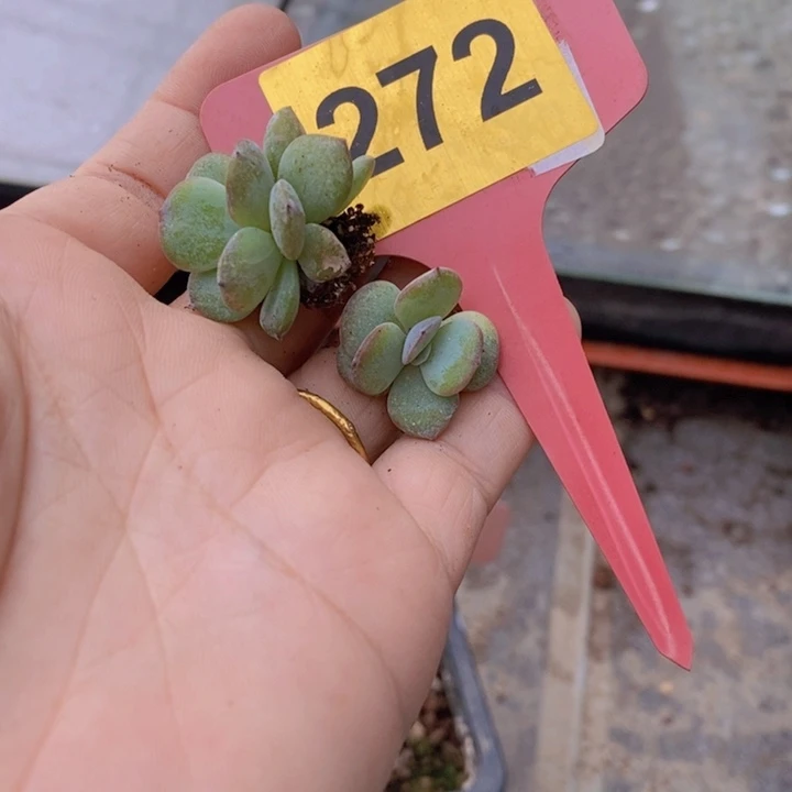 优***舍272号奶茶苗2颗1111