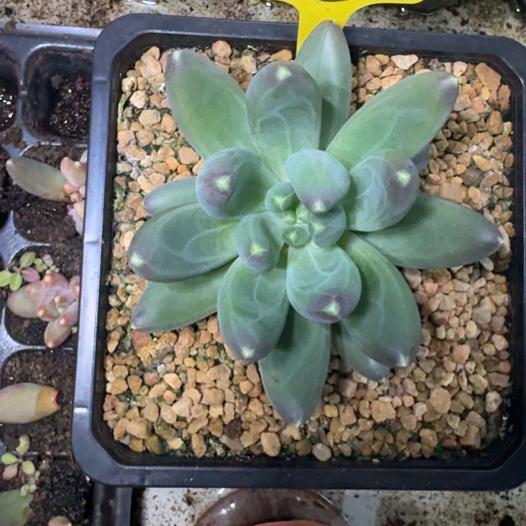 迷雾森林 单头 一物一拍