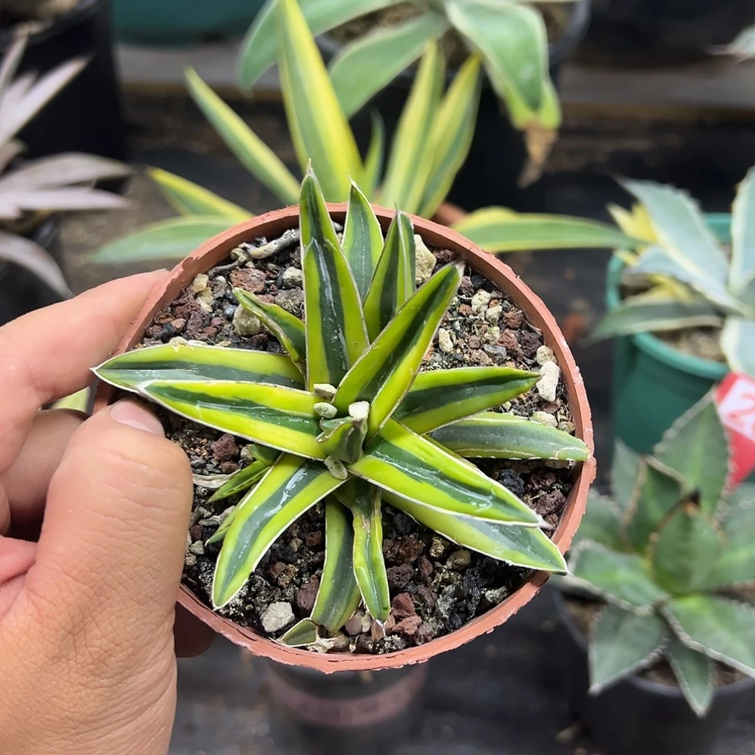 世之雪明黄腹轮锦