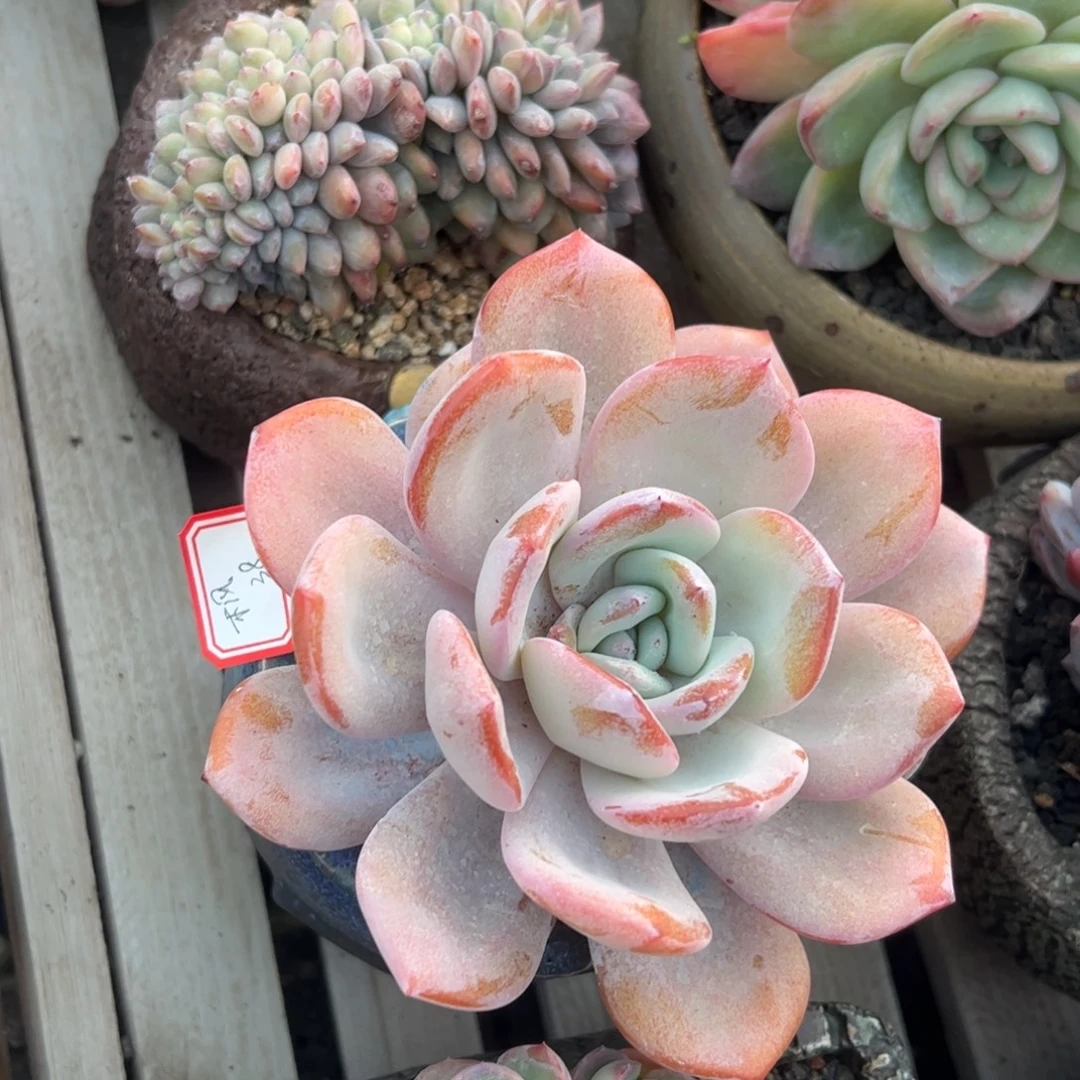 多肉植物多肉植物