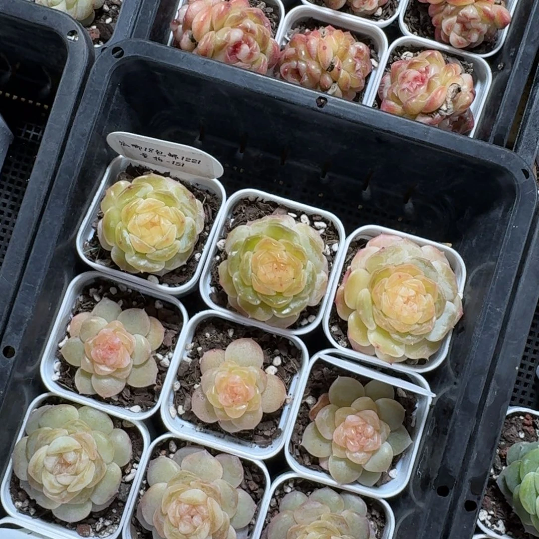 1221-151-金盏一颗量拍