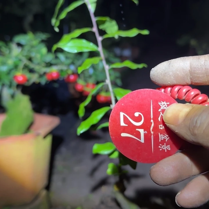 川***0当前无花栽培后可以开花