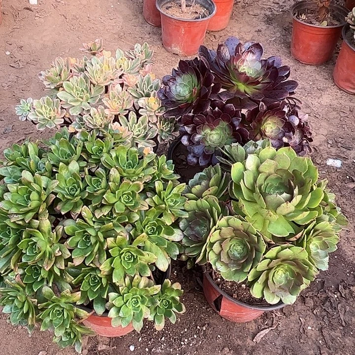 119多肉植物瑕疵特价，