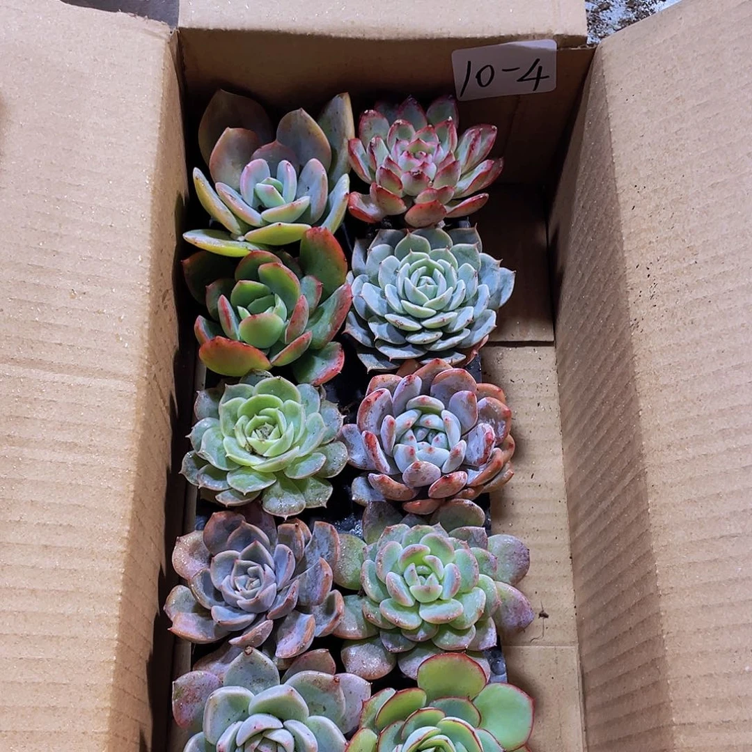 10颗-4号约4-6厘米