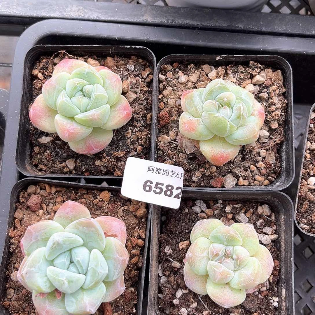 阿雅园艺。      6582冰玉小精控