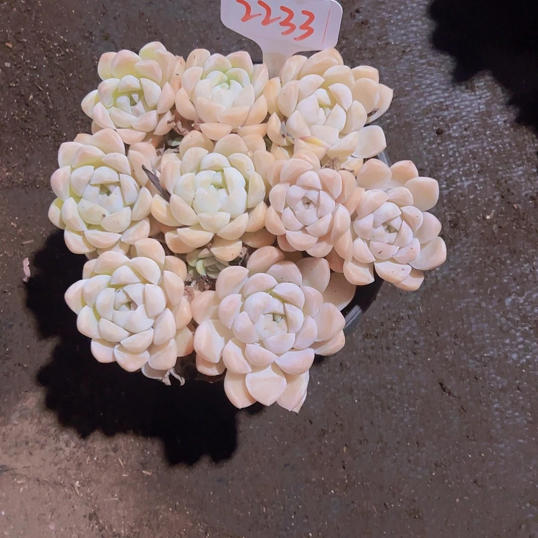 桃*2233白月影68。。。