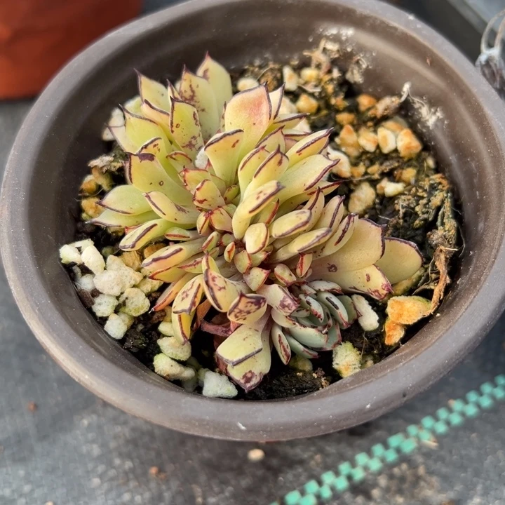 剑斯缀多肉植物496