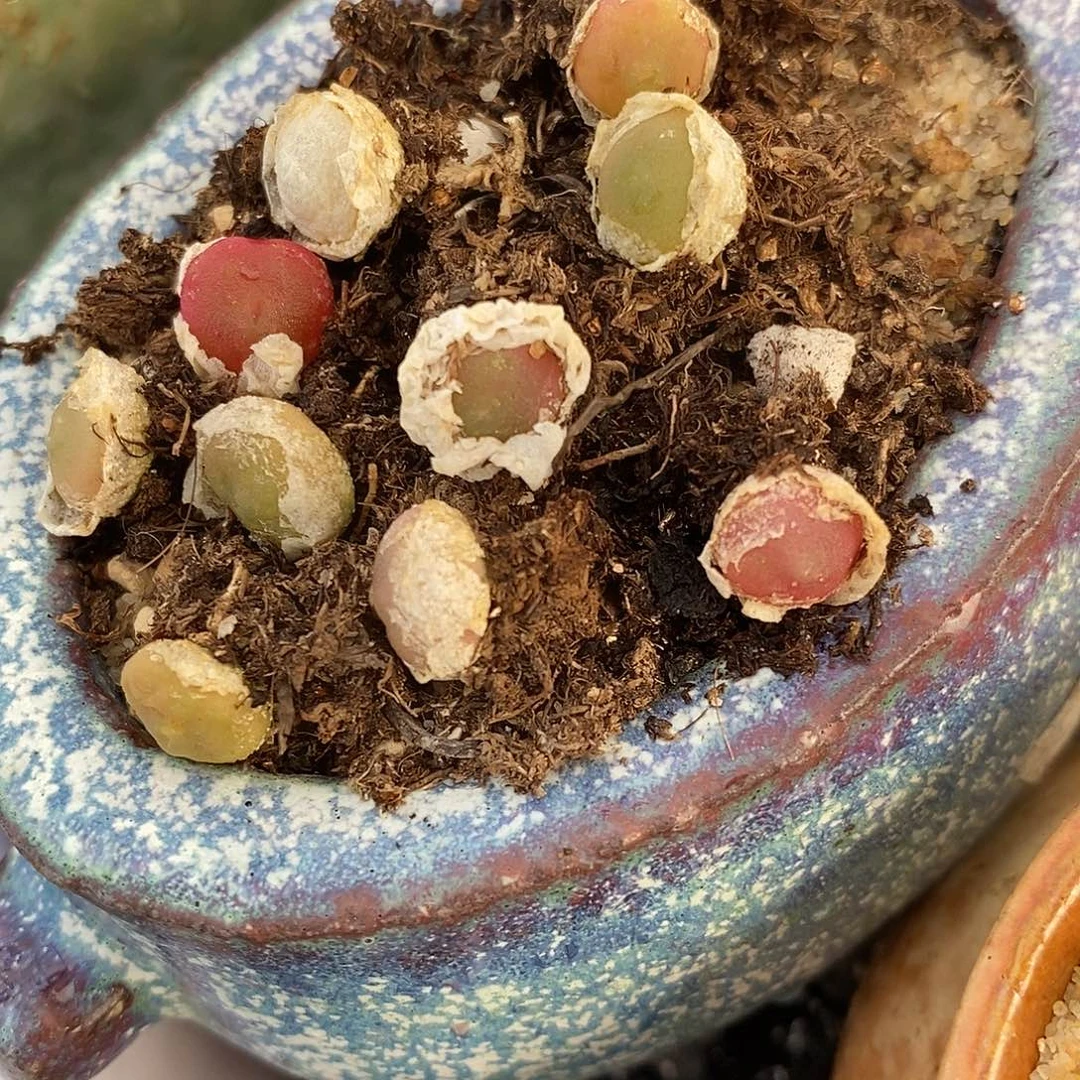 哈默灯泡一颗。  买二送一。