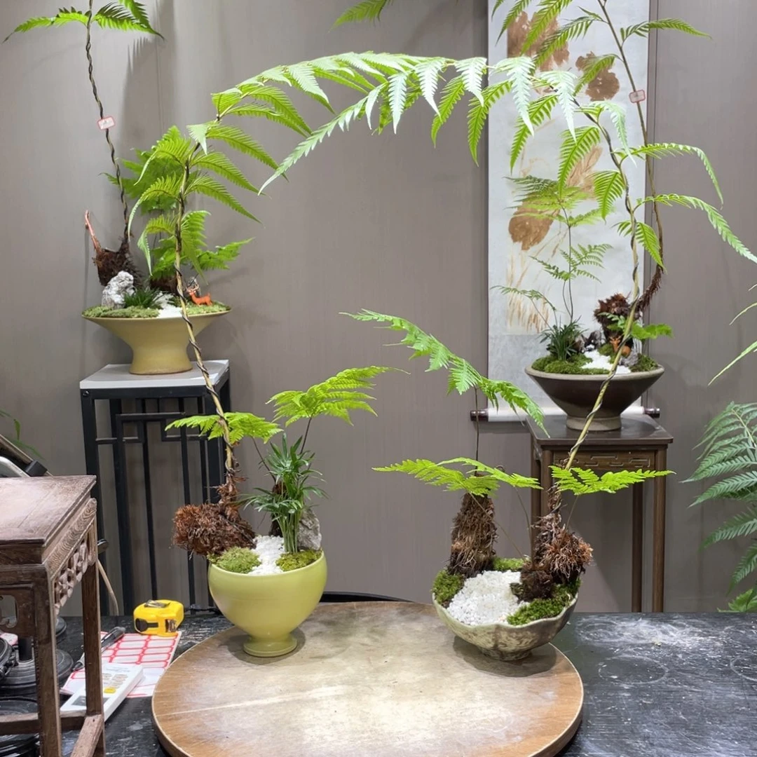 蛋*～蕨类植物1111