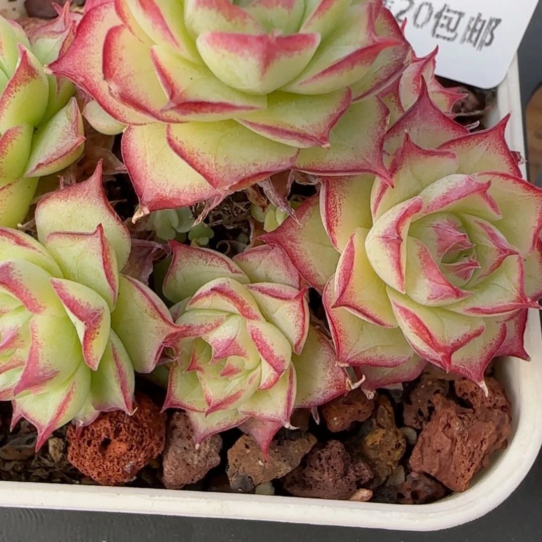 弘*花语逸境0220-304